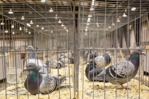 Pigeons on display.