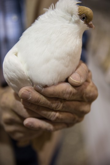 Helmet pigeon in Lester's hands