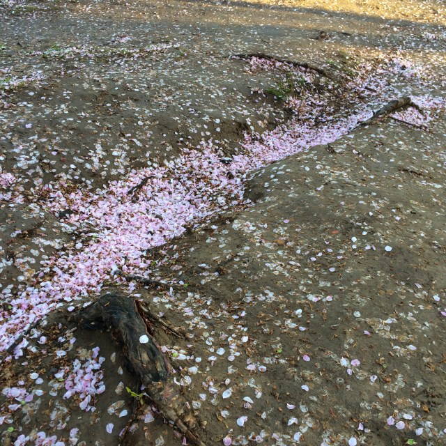 Cherry blossom, Washington DC. © J. Ashley Nixon