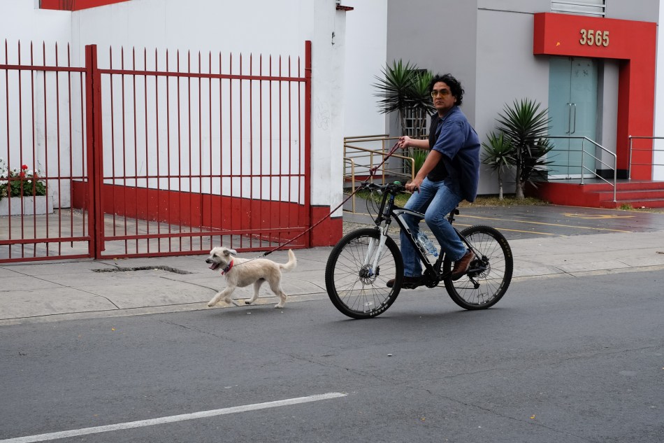 Dog biking along Avenida Arequipa, Lima, Peru. © J. Ashley Nixon