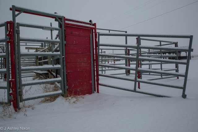Snowy paddocks waiting for spring in Stavely, home of Canada's First Indoor Rodeo. © J. Ashley Nixon